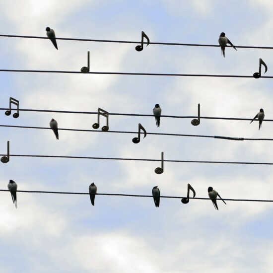 des oiseaux et des notes de musique sur des fils électriques comme une partition