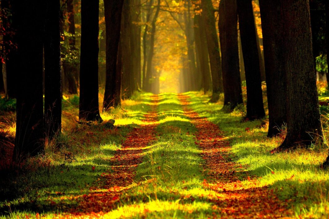 un chemin en forêt : une voie à suivre